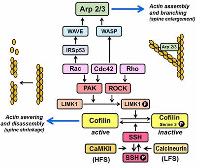 Palmitoylated Proteins in Dendritic Spine Remodeling